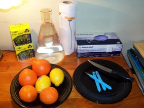 A few of the tools I use for this project - Latex Gloves, Paper Towels, Clean Water, Plates, Razor Bades, Peat Pellets and Fruit of course...